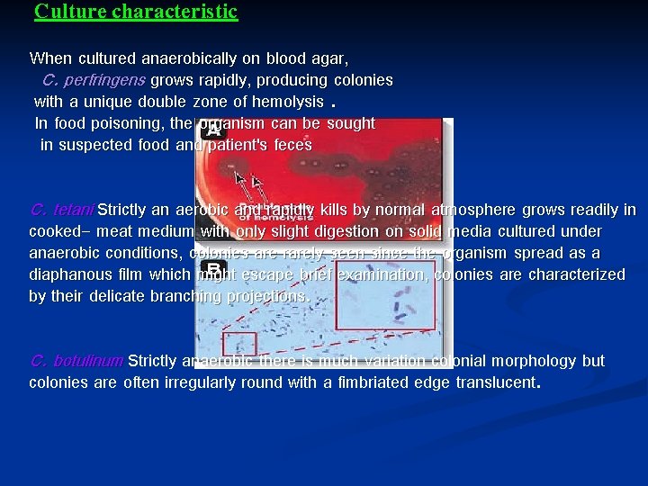 Culture characteristic When cultured anaerobically on blood agar, C. perfringens grows rapidly, producing colonies