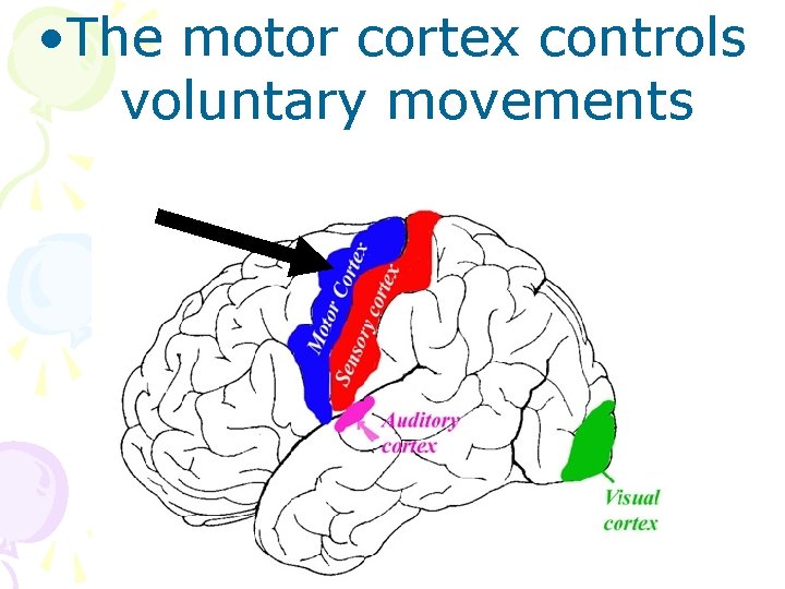  • The motor cortex controls voluntary movements 