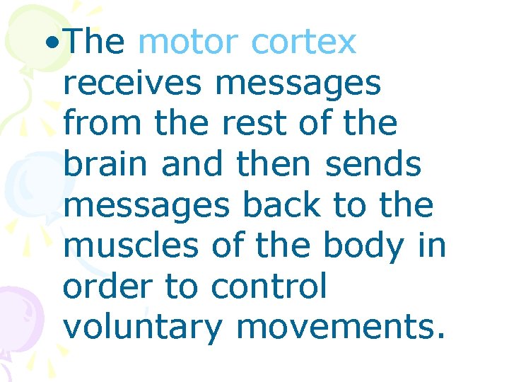  • The motor cortex receives messages from the rest of the brain and