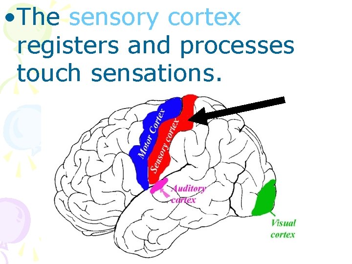  • The sensory cortex registers and processes touch sensations. 