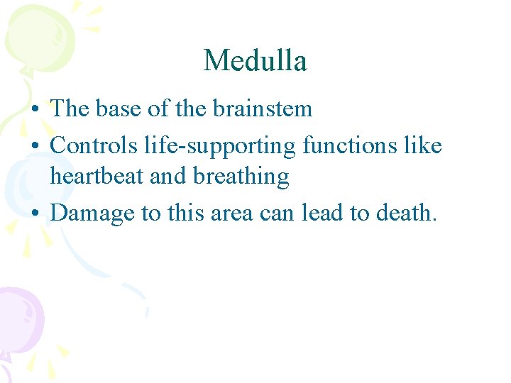 Medulla • The base of the brainstem • Controls life-supporting functions like heartbeat and