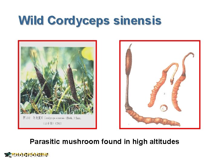 Wild Cordyceps sinensis Parasitic mushroom found in high altitudes 