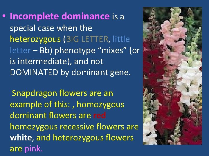  • Incomplete dominance is a special case when the heterozygous (BIG LETTER, little