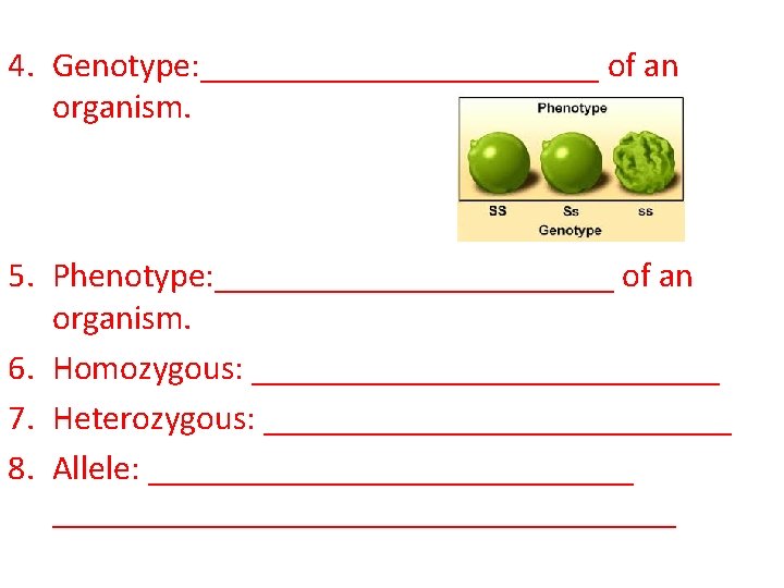 4. Genotype: ____________ of an organism. 5. Phenotype: ____________ of an organism. 6. Homozygous: