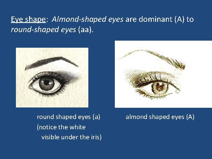 Eye shape: Almond-shaped eyes are dominant (A) to round-shaped eyes (aa). round shaped eyes