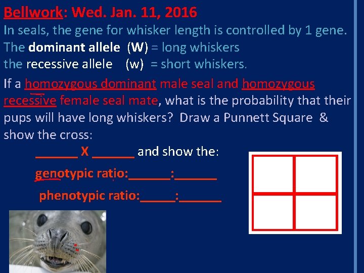 Bellwork: Wed. Jan. 11, 2016 In seals, the gene for whisker length is controlled
