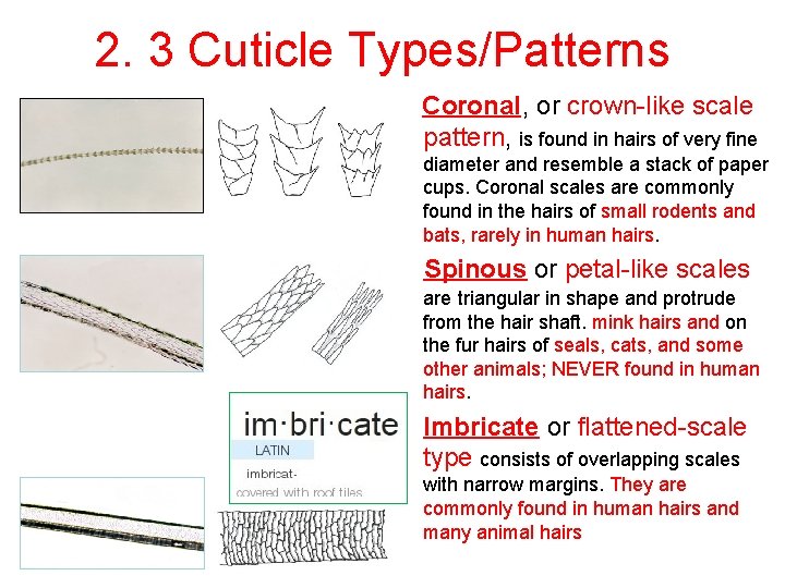 2. 3 Cuticle Types/Patterns • Coronal, or crown like scale pattern, is found in