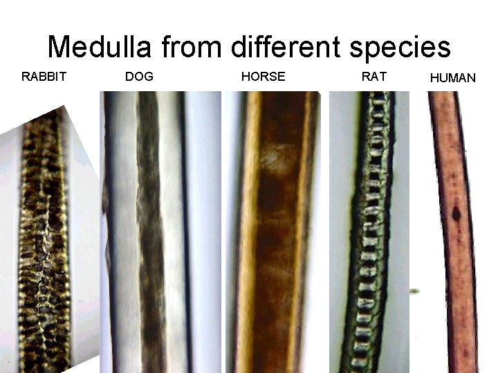 Medulla from different species RABBIT DOG HORSE RAT HUMAN 