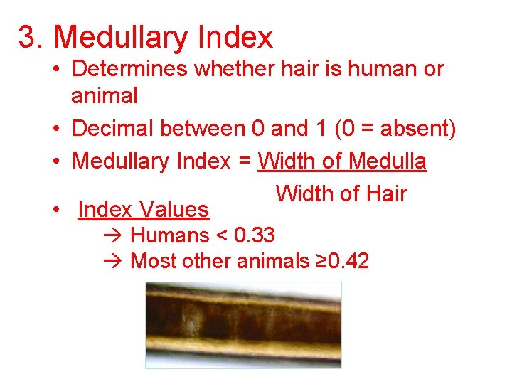 3. Medullary Index • Determines whether hair is human or animal • Decimal between