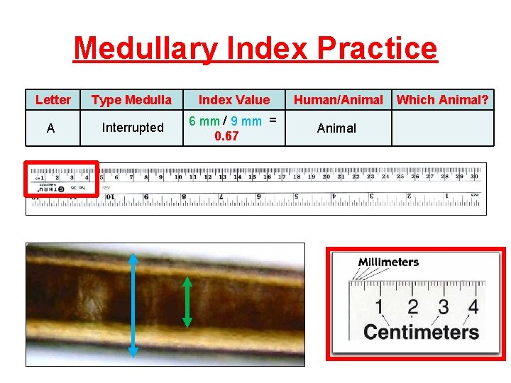 Medullary Index Practice Letter Type Medulla Index Value Human/Animal A Interrupted / = 6