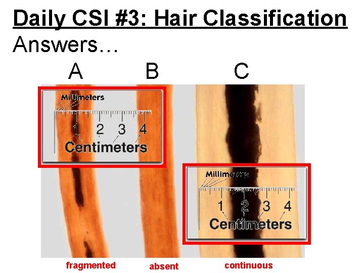 Daily CSI #3: Hair Classification Answers… A B C fragmented absent continuous 