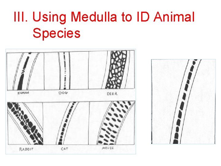 III. Using Medulla to ID Animal Species 