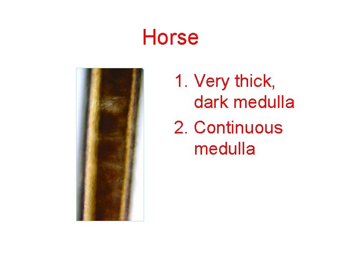 Horse 1. Very thick, dark medulla 2. Continuous medulla Horse 1. Very thick, dark medulla 2. Continuous medulla