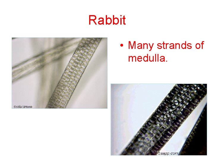 Rabbit • Many strands of medulla. 