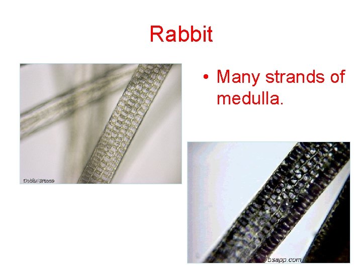 Rabbit • Many strands of medulla. Rabbit • Many strands of medulla.