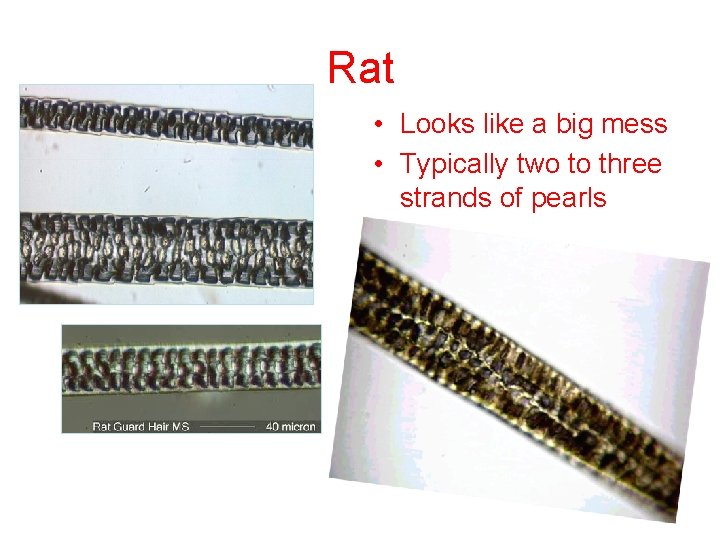 Rat • Looks like a big mess • Typically two to three strands of Rat • Looks like a big mess • Typically two to three strands of