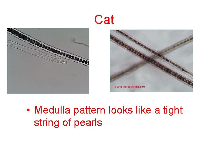 Cat • Medulla pattern looks like a tight string of pearls Cat • Medulla pattern looks like a tight string of pearls