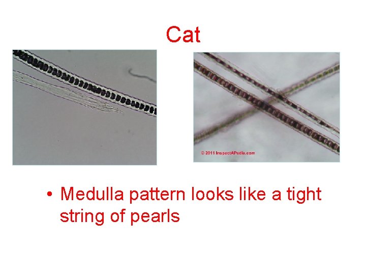 Cat • Medulla pattern looks like a tight string of pearls 