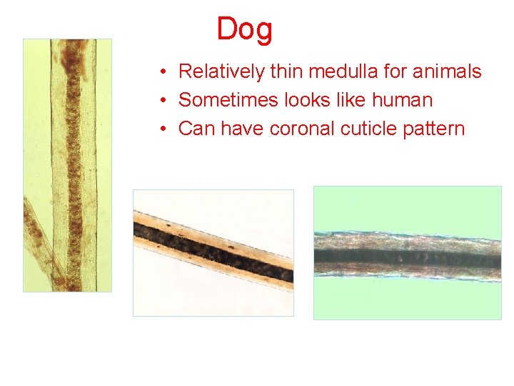 Dog • Relatively thin medulla for animals • Sometimes looks like human • Can