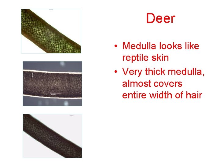 Deer • Medulla looks like reptile skin • Very thick medulla, almost covers entire