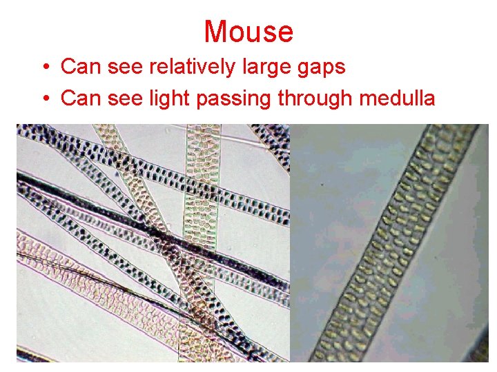 Mouse • Can see relatively large gaps • Can see light passing through medulla Mouse • Can see relatively large gaps • Can see light passing through medulla