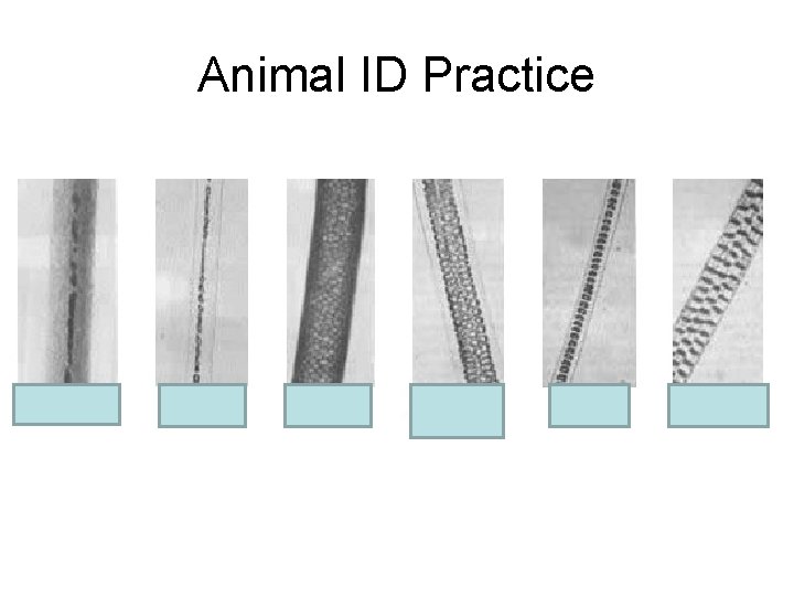 Animal ID Practice 