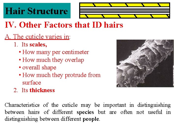 Hair Structure IV. Other Factors that ID hairs A. The cuticle varies in: 1.