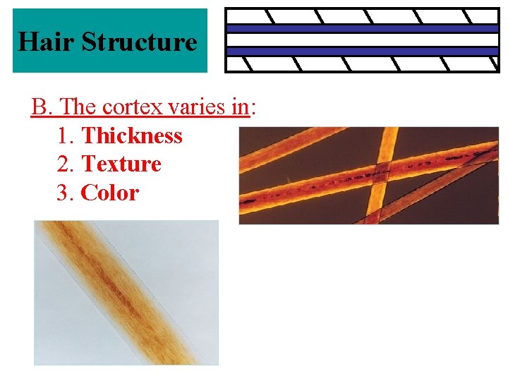 Hair Structure B. The cortex varies in: 1. Thickness 2. Texture 3. Color 