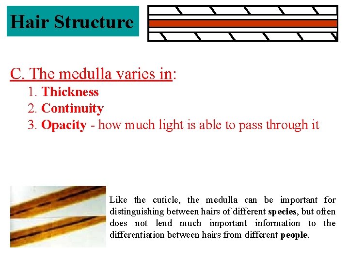 Hair Structure C. The medulla varies in: 1. Thickness 2. Continuity 3. Opacity -