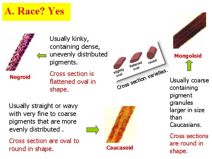 A. Race? Yes Usually kinky, containing dense, unevenly distributed pigments. Negroid Cross section is