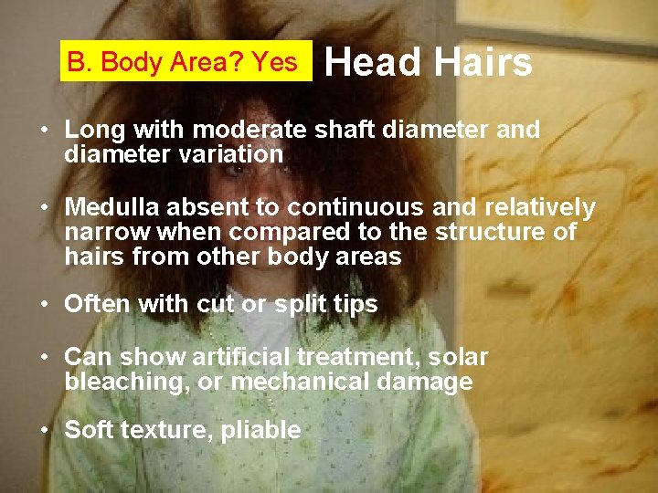 B. Body Area? Yes Head Hairs • Long with moderate shaft diameter and diameter