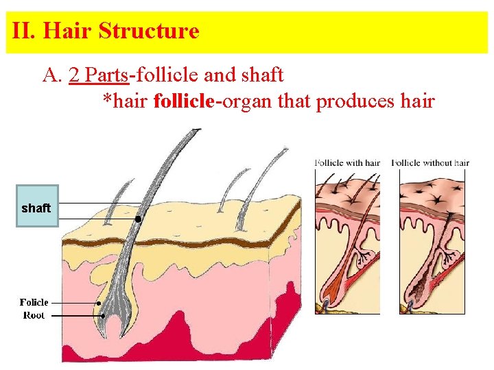 II. Hair Structure A. 2 Parts-follicle and shaft *hair follicle-organ that produces hair shaft