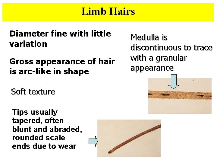 Limb Hairs Diameter fine with little variation Gross appearance of hair is arc-like in