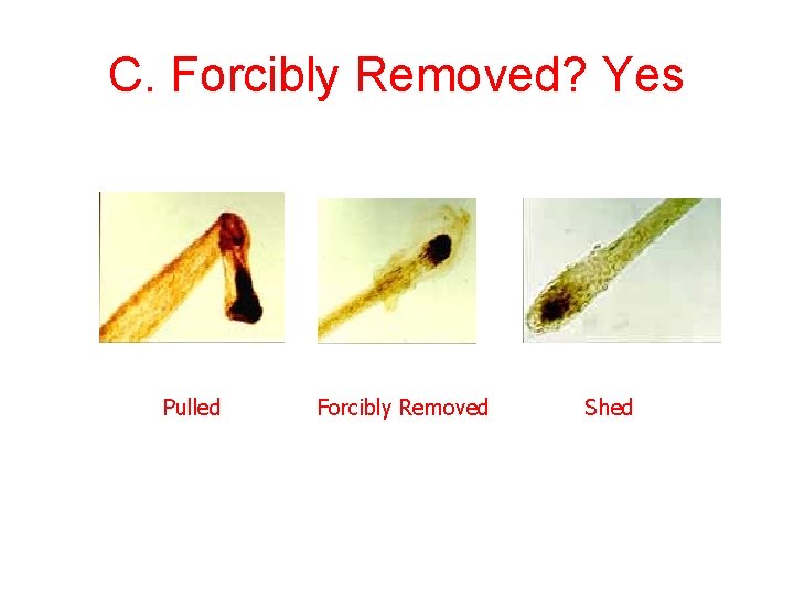 C. Forcibly Removed? Yes Pulled Forcibly Removed Shed 