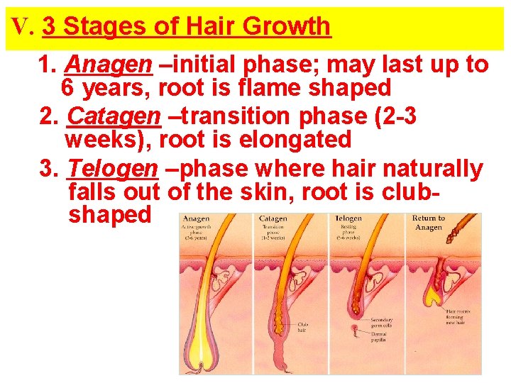 V. 3 Stages of Hair Growth 1. Anagen –initial phase; may last up to