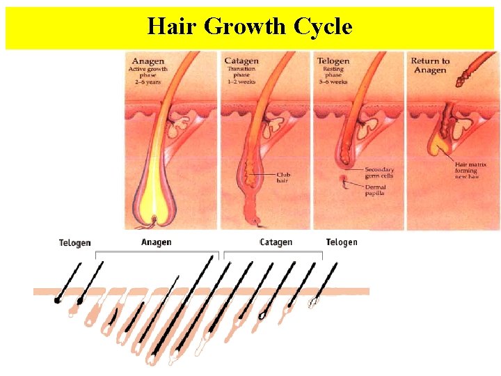 Hair Growth Cycle 