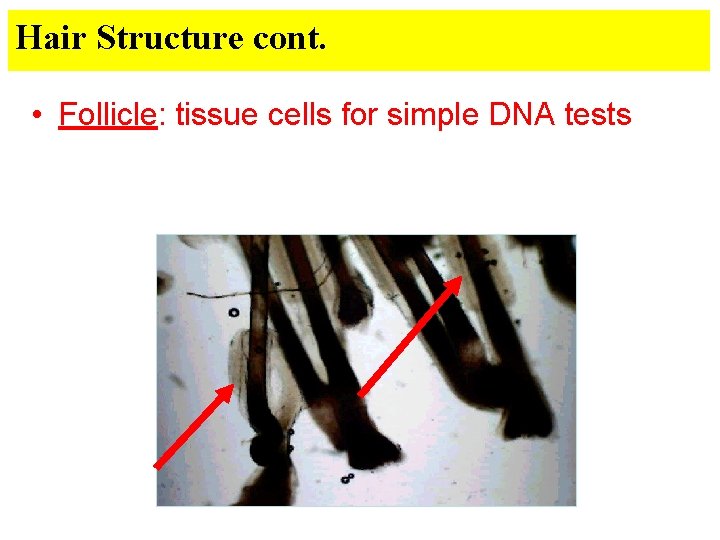 Hair Structure cont. • Follicle: tissue cells for simple DNA tests Hair Structure cont. • Follicle: tissue cells for simple DNA tests