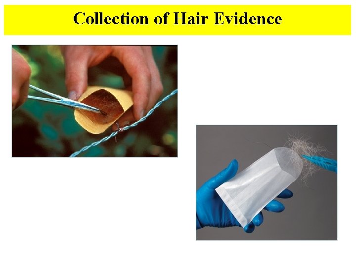 Collection of Hair Evidence 