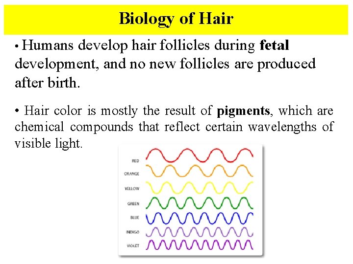 Biology of Hair • Humans develop hair follicles during fetal development, and no new