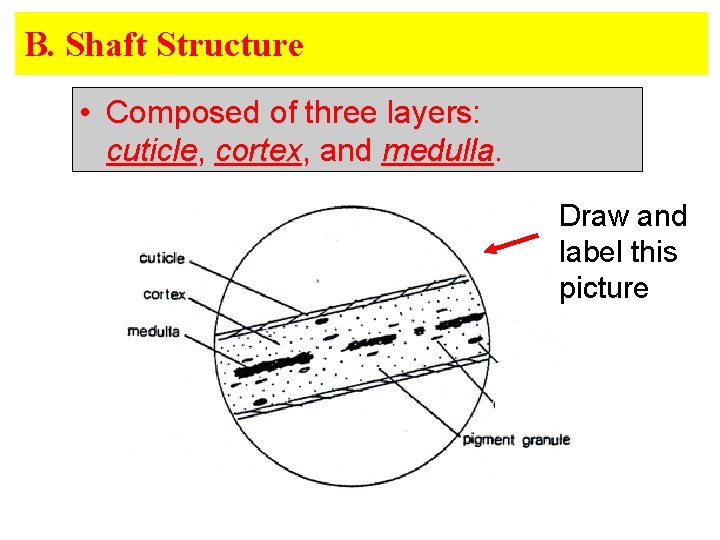B. Shaft Structure • Composed of three layers: cuticle, cortex, and medulla. Draw and B. Shaft Structure • Composed of three layers: cuticle, cortex, and medulla. Draw and