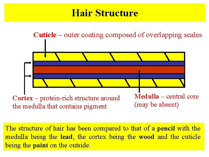 Hair Structure Cuticle – outer coating composed of overlapping scales Cortex – protein-rich structure