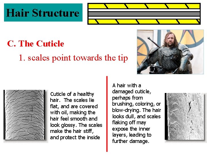 Hair Structure C. The Cuticle 1. scales point towards the tip Cuticle of a