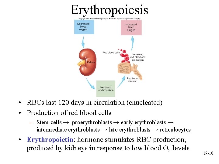 Erythropoiesis • RBCs last 120 days in circulation (enucleated) • Production of red blood