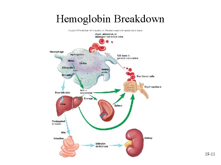 Hemoglobin Breakdown 19 -11 