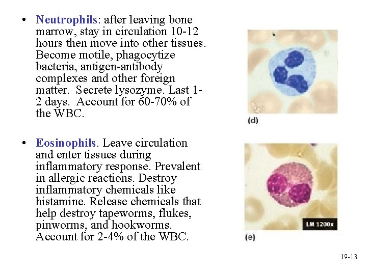  • Neutrophils: after leaving bone marrow, stay in circulation 10 -12 hours then