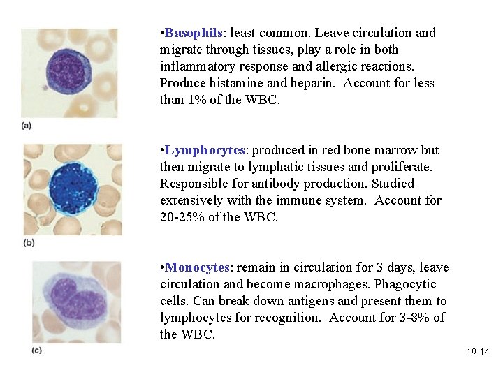  • Basophils: least common. Leave circulation and migrate through tissues, play a role