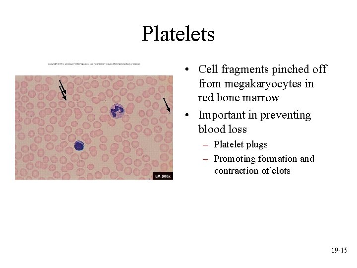 Platelets • Cell fragments pinched off from megakaryocytes in red bone marrow • Important