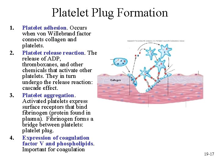 Platelet Plug Formation 1. 2. 3. 4. Platelet adhesion. Occurs when von Willebrand factor