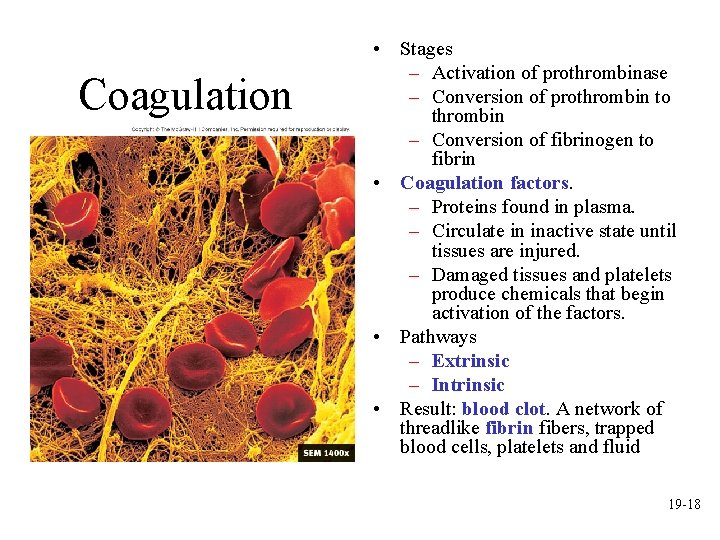 Coagulation • Stages – Activation of prothrombinase – Conversion of prothrombin to thrombin –