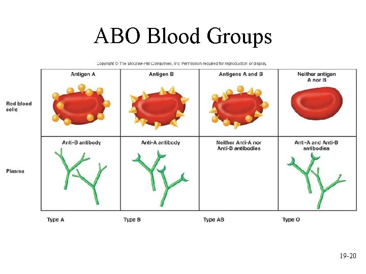 ABO Blood Groups 19 -20 